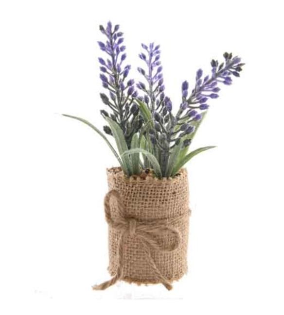 LAVANDA U JUTI